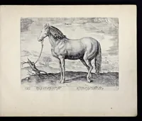 Picture 6 of 25 from Eqvile, sev, Specvlvm eqvorvm : in quo omnis generis generosissimorum equorum ex varijs orbis partibus insignis delectus (1600), leaf 18