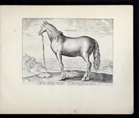Picture 7 of 25 from Eqvile, sev, Specvlvm eqvorvm : in quo omnis generis generosissimorum equorum ex varijs orbis partibus insignis delectus (1600), leaf 22