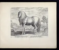 Picture 9 of 25 from Eqvile, sev, Specvlvm eqvorvm : in quo omnis generis generosissimorum equorum ex varijs orbis partibus insignis delectus (1600), leaf 30