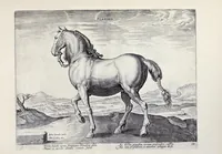 Picture 13 of 25 from Eqvile, sev, Specvlvm eqvorvm : in quo omnis generis generosissimorum equorum ex varijs orbis partibus insignis delectus (1600), leaf 50