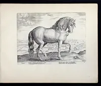 Picture 14 of 25 from Eqvile, sev, Specvlvm eqvorvm : in quo omnis generis generosissimorum equorum ex varijs orbis partibus insignis delectus (1600), leaf 52