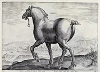 Picture 16 of 25 from Eqvile, sev, Specvlvm eqvorvm : in quo omnis generis generosissimorum equorum ex varijs orbis partibus insignis delectus (1600), leaf 58