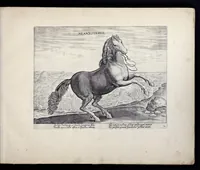 Picture 1 of 25 from Eqvile, sev, Specvlvm eqvorvm : in quo omnis generis generosissimorum equorum ex varijs orbis partibus insignis delectus (1600), leaf 6