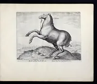 Picture 17 of 25 from Eqvile, sev, Specvlvm eqvorvm : in quo omnis generis generosissimorum equorum ex varijs orbis partibus insignis delectus (1600), leaf 60