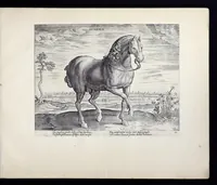 An illustration from Eqvile, sev, Specvlvm eqvorvm : in quo omnis generis generosissimorum equorum ex varijs orbis partibus insignis delectus (1600)