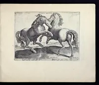 Picture 23 of 25 from Eqvile, sev, Specvlvm eqvorvm : in quo omnis generis generosissimorum equorum ex varijs orbis partibus insignis delectus (1600), leaf 78