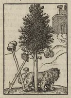 Picture 7 of 42 from Les illvstres observations antiqves (1558), leaf 40