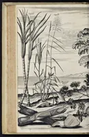 An illustration from Johan Nieuhofs Gedenkweerdige Brasiliaense zee- en lantreize : behelzende alhetgeen op dezelve is voorgevallen : beneffens een bondige beschrijving van gantsch Neerlants Brasil, zoo van lantschappen, steden, dieren, gewassen, als draghten, zeden en godsdienst der inwoonders : en inzonderheit ein wijtloopig verhael der merkwaardigste voorvallen en geschiedenissen, die zich, geduurende zijn negenjarigh verblijf in Brasil, in d'oorlogen en opstant der Portugesen tegen d'onzen, zich sedert het jaer 1640 tot 1649 hebben toegedragen : doorgaens verciert met verscheide afbeeldingen na 't leven aldaer getekent (1682)