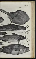 An illustration from Johan Nieuhofs Gedenkweerdige Brasiliaense zee- en lantreize : behelzende alhetgeen op dezelve is voorgevallen : beneffens een bondige beschrijving van gantsch Neerlants Brasil, zoo van lantschappen, steden, dieren, gewassen, als draghten, zeden en godsdienst der inwoonders : en inzonderheit ein wijtloopig verhael der merkwaardigste voorvallen en geschiedenissen, die zich, geduurende zijn negenjarigh verblijf in Brasil, in d'oorlogen en opstant der Portugesen tegen d'onzen, zich sedert het jaer 1640 tot 1649 hebben toegedragen : doorgaens verciert met verscheide afbeeldingen na 't leven aldaer getekent (1682)