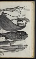 An illustration from Johan Nieuhofs Gedenkweerdige Brasiliaense zee- en lantreize : behelzende alhetgeen op dezelve is voorgevallen : beneffens een bondige beschrijving van gantsch Neerlants Brasil, zoo van lantschappen, steden, dieren, gewassen, als draghten, zeden en godsdienst der inwoonders : en inzonderheit ein wijtloopig verhael der merkwaardigste voorvallen en geschiedenissen, die zich, geduurende zijn negenjarigh verblijf in Brasil, in d'oorlogen en opstant der Portugesen tegen d'onzen, zich sedert het jaer 1640 tot 1649 hebben toegedragen : doorgaens verciert met verscheide afbeeldingen na 't leven aldaer getekent (1682)