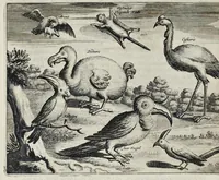 Picture 27 of 29 from Johan Nieuhofs Gedenkweerdige Brasiliaense zee- en lantreize : behelzende alhetgeen op dezelve is voorgevallen : beneffens een bondige beschrijving van gantsch Neerlants Brasil, zoo van lantschappen, steden, dieren, gewassen, als draghten, zeden en godsdienst der inwoonders : en inzonderheit ein wijtloopig verhael der merkwaardigste voorvallen en geschiedenissen, die zich, geduurende zijn negenjarigh verblijf in Brasil, in d'oorlogen en opstant der Portugesen tegen d'onzen, zich sedert het jaer 1640 tot 1649 hebben toegedragen : doorgaens verciert met verscheide afbeeldingen na 't leven aldaer getekent (1682), leaf 705