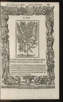 Picture 12 of 14 from Emblemes d'Alciat : de nouueau trãslatez en frãçois, vers pour vers iouxte les latins : ordonnez en lieux cõmuns, auec briefues expositions & figures nouuelles appropriées aux derniers emblemes (1549), leaf 256
