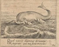 An illustration from Orpheus eucharisticus, siue, Deus absconditus humanitatis illecebris illustriores mundi partes ad se pertrahens, vltroneas arcanae maiestatis adoratrices : opus nouum, in varias historicorum emblematum aeneis tabulis incisorum centurias distinctum, quae strictâ, solutâque oratione explanantur, adiectis authorum fontibus ex quibus eruuntur : tomus primus, primam centuriam complectens (1657)