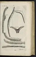 An illustration from Aeloude en hedendaegsche scheeps-bouw en bestier : waer in wijtloopigh wert verhandelt, de wijze van scheeps-timmeren, by Grieken en Romeynen : scheeps-oeffeningen, strijden, tucht, straffe, wetten en gewoonten : beneffens evenmatige grootheden van schepen onses tijts, ontleet in alle hare deelen : verschil van bouwen tusschen uitheemschen en onzen landaert : indisch vaertuygh : galey-bouw : hedendaegsche scheeps-plichten : verrijckt met een reex verklaerde zee-mans spreeck-woorden en benamingen : doorgaens verciert met vele kopere platen (1671)