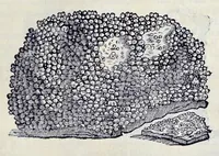 Picture 6 of 61 from Historia natvrale (1672), leaf 412