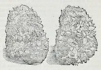 Picture 7 of 61 from Historia natvrale (1672), leaf 415