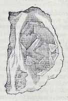 Picture 8 of 61 from Historia natvrale (1672), leaf 416