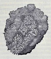 Picture 10 of 61 from Historia natvrale (1672), leaf 574