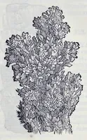 Picture 12 of 61 from Historia natvrale (1672), leaf 580