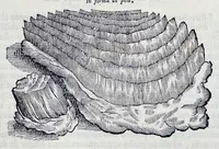 Picture 13 of 61 from Historia natvrale (1672), leaf 580