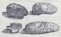 Picture 14 of 61 from Historia natvrale (1672), leaf 586