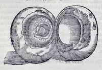 An illustration from Historia natvrale (1672)