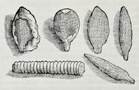 Picture 16 of 61 from Historia natvrale (1672), leaf 589