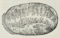 Picture 17 of 61 from Historia natvrale (1672), leaf 591