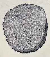An illustration from Historia natvrale (1672)