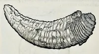 Picture 19 of 61 from Historia natvrale (1672), leaf 595