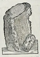 Picture 20 of 61 from Historia natvrale (1672), leaf 597