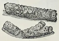 Picture 21 of 61 from Historia natvrale (1672), leaf 597