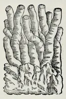 Picture 22 of 61 from Historia natvrale (1672), leaf 599