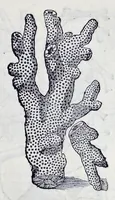 An illustration from Historia natvrale (1672)