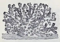Picture 26 of 61 from Historia natvrale (1672), leaf 640