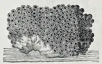 An illustration from Historia natvrale (1672)