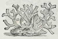 An illustration from Historia natvrale (1672)