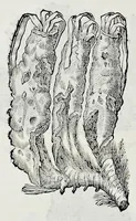 Picture 31 of 61 from Historia natvrale (1672), leaf 645