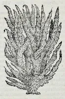 Picture 32 of 61 from Historia natvrale (1672), leaf 651