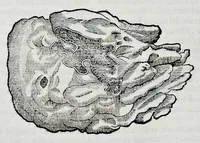 An illustration from Historia natvrale (1672)