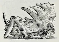 Picture 34 of 61 from Historia natvrale (1672), leaf 653