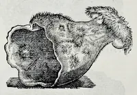 Picture 35 of 61 from Historia natvrale (1672), leaf 653
