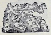 An illustration from Historia natvrale (1672)
