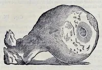 Picture 37 of 61 from Historia natvrale (1672), leaf 654