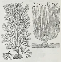 An illustration from Historia natvrale (1672)