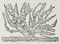 Picture 39 of 61 from Historia natvrale (1672), leaf 663