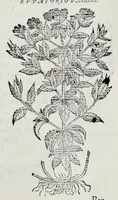 Picture 40 of 61 from Historia natvrale (1672), leaf 669