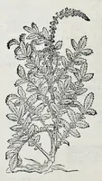 Picture 41 of 61 from Historia natvrale (1672), leaf 669