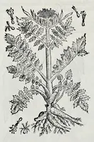 Picture 42 of 61 from Historia natvrale (1672), leaf 671