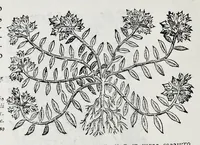 Picture 44 of 61 from Historia natvrale (1672), leaf 675